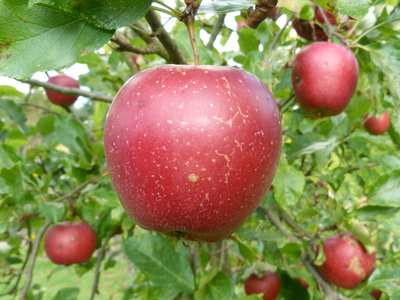 Branje voća – besplatno i legalno