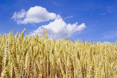 Intolerancija na pšenicu i gluten